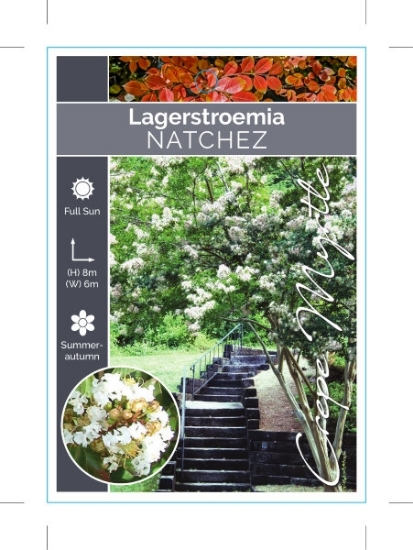 Picture of LAGERSTROEMIA NATCHEZ                                                                                                                                 