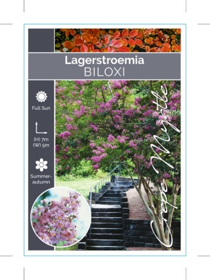 Picture of LAGERSTROEMIA BILOXI                                                                                                                                  