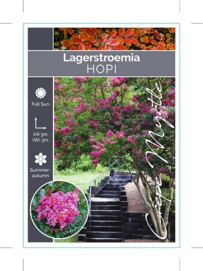 Picture of LAGERSTROEMIA HOPI                                                                                                                                    