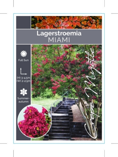 Picture of LAGERSTROEMIA MIAMI                                                                                                                                   