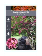 Picture of LAGERSTROEMIA SIOUX                                                                                                                                   