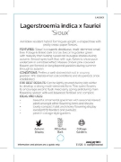 Picture of LAGERSTROEMIA SIOUX                                                                                                                                   
