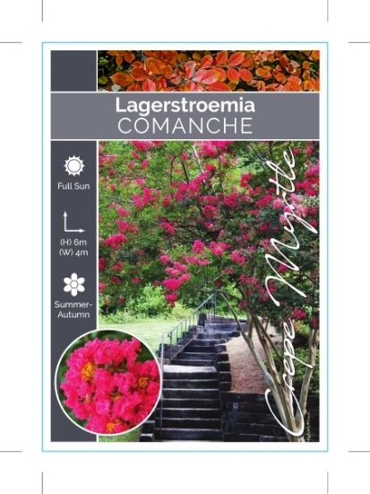 Picture of LAGERSTROEMIA COMANCHE                                                                                                                                