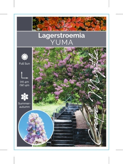 Picture of LAGERSTROEMIA YUMA                                                                                                                                    