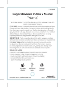 Picture of LAGERSTROEMIA YUMA                                                                                                                                    
