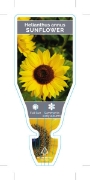 Picture of HELIANTHUS ANNUUS SUNFLOWER                                                                                                                           