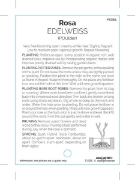 Picture of ROSE EDELWEISS (FL)                                                                                                                                   