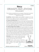 Picture of ROSE ORANGES AND LEMONS (FL)                                                                                                                          