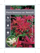 Picture of PIERIS FORMOSA VAR FORRESTII                                                                                                                          