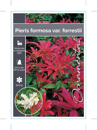 Picture of PIERIS FORMOSA VAR FORRESTII                                                                                                                          