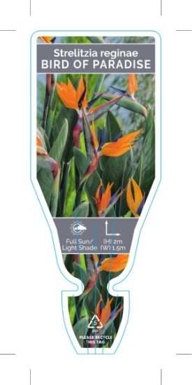 Picture of STRELITZIA REGINAE BIRD OF PARADISE                                                                                                                   