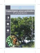 Picture of CUPANIOPSIS ANACARDIOIDES TUCKEROO                                                                                                                    