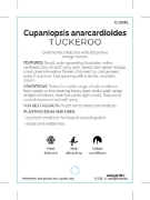 Picture of CUPANIOPSIS ANACARDIOIDES TUCKEROO                                                                                                                    