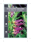 Picture of EREMOPHILA MACULATA PURPLE FORM                                                                                                                       