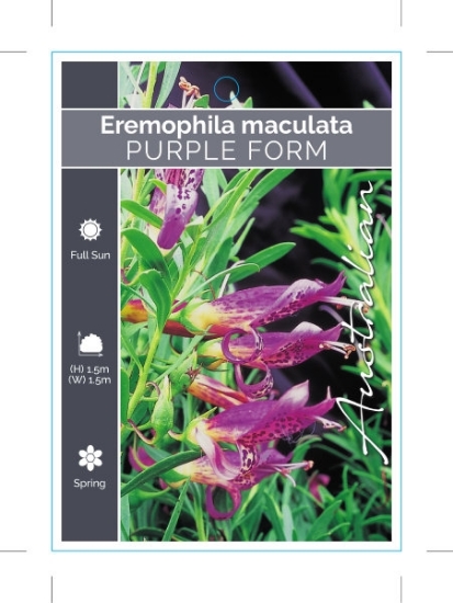 Picture of EREMOPHILA MACULATA PURPLE FORM                                                                                                                       