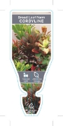 Picture of HOUSEPLANT CORDYLINE BROAD LEAF FORM - MIXED PICTURE (UNNAMED                                                                                         