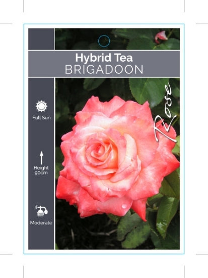 Picture of ROSE BRIGADOON (HT)                                                                                                                                   