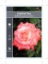 Picture of ROSE BRIGADOON (HT)                                                                                                                                   