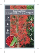 Picture of BRACHYCHITON ACERIFOLIUS FLAME TREE                                                                                                                   