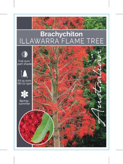 Picture of BRACHYCHITON ACERIFOLIUS FLAME TREE                                                                                                                   