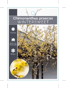 Picture of CHIMONANTHUS PRAECOX WINTERSWEET                                                                                                                      