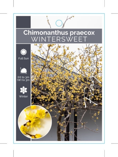 Picture of CHIMONANTHUS PRAECOX WINTERSWEET                                                                                                                      