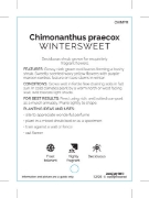 Picture of CHIMONANTHUS PRAECOX WINTERSWEET                                                                                                                      