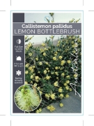 Picture of CALLISTEMON PALLIDUS LEMON BOTTLEBRUSH                                                                                                                