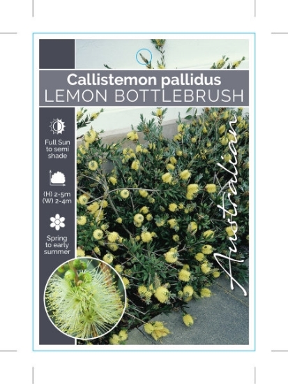 Picture of CALLISTEMON PALLIDUS LEMON BOTTLEBRUSH                                                                                                                