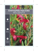 Picture of EREMOPHILA MACULATA MAGENTA FORM                                                                                                                      