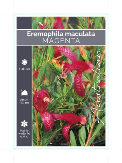 Picture of EREMOPHILA MACULATA MAGENTA FORM                                                                                                                      