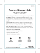 Picture of EREMOPHILA MACULATA MAGENTA FORM                                                                                                                      