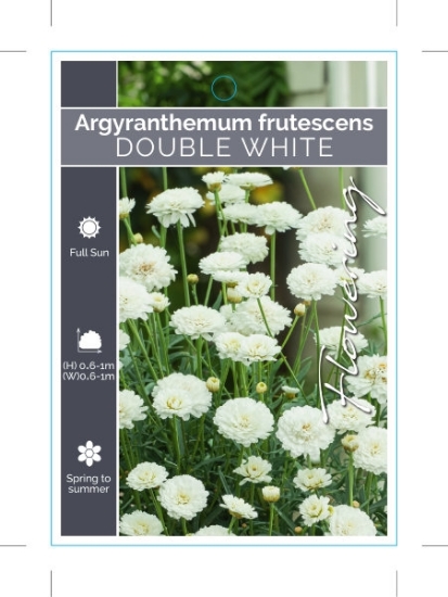 Picture of ARGYRANTHEMUM FRUTESCENS DOUBLE WHITE                                                                                                                 