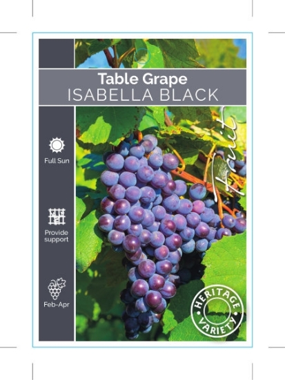 Picture of FRUIT GRAPE TABLE ISABELLA BLACK (HERITAGE)                                                                                                           