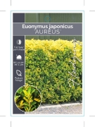 Picture of EUONYMUS JAPONICUS AUREUS GOLDEN JAPANESE SPINDLE                                                                                                     