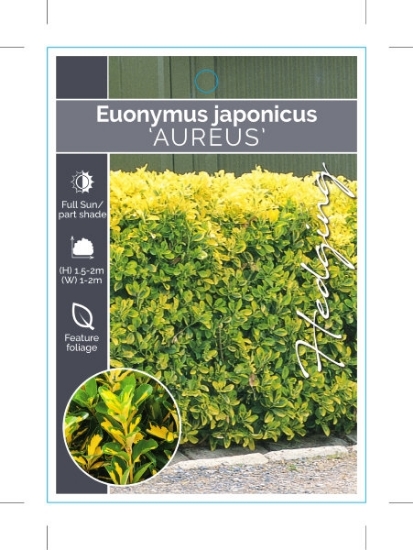 Picture of EUONYMUS JAPONICUS AUREUS GOLDEN JAPANESE SPINDLE                                                                                                     
