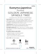 Picture of EUONYMUS JAPONICUS AUREUS GOLDEN JAPANESE SPINDLE                                                                                                     