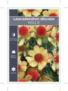 Picture of LEUCADENDRON DISCOLOR MALE                                                                                                                            
