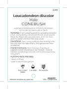 Picture of LEUCADENDRON DISCOLOR MALE                                                                                                                            