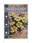 Picture of LEPTOSPERMUM NITIDUM COPPER SHEEN                                                                                                                     