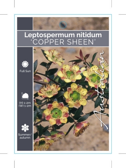 Picture of LEPTOSPERMUM NITIDUM COPPER SHEEN                                                                                                                     