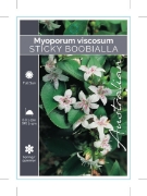 Picture of MYOPORUM VISCOSUM                                                                                                                                     