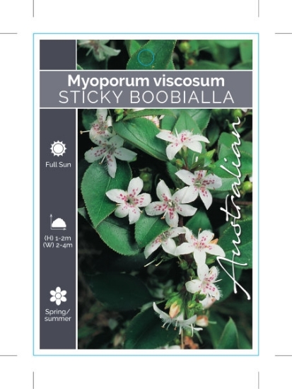 Picture of MYOPORUM VISCOSUM                                                                                                                                     