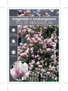 Picture of MAGNOLIA SOULANGEANA (UNNAMED VARIETY)