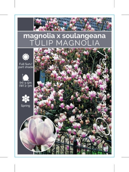 Picture of MAGNOLIA SOULANGEANA (UNNAMED VARIETY)