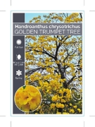 Picture of HANDROANTHUS CHRYSOTRICHUS GOLDEN TRUMPET TREE