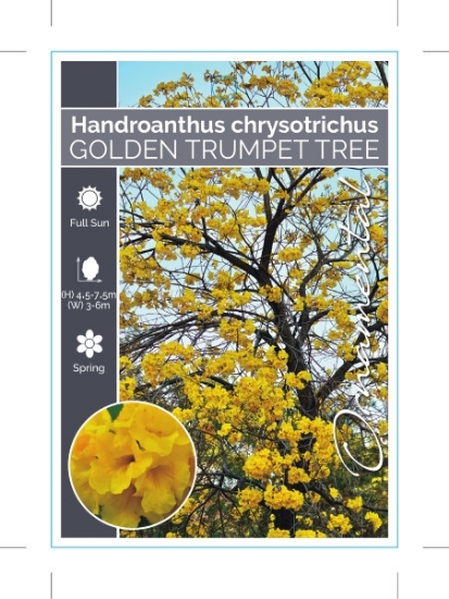 Picture of HANDROANTHUS CHRYSOTRICHUS GOLDEN TRUMPET TREE