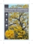 Picture of HANDROANTHUS CHRYSOTRICHUS GOLDEN TRUMPET TREE