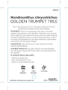 Picture of HANDROANTHUS CHRYSOTRICHUS GOLDEN TRUMPET TREE