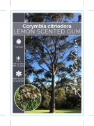 Picture of CORYMBIA CITRIODORA LEMON SCENTED GUM                                                                                                                 